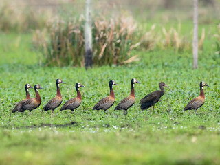 A group of White-faced Whistling Ducks and a single Limpkin standing in a row on a lush green field.