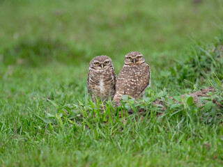Two Burrowing Owls standing on green grass