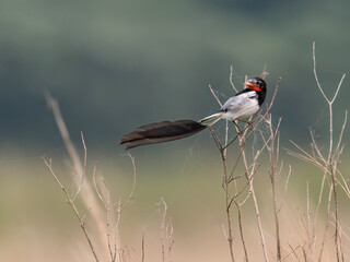 Strange-tailed Tyrant perched on a plant