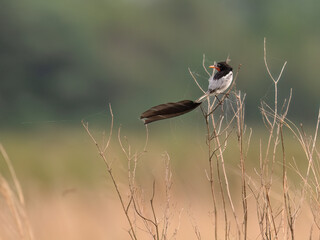 Strange-tailed Tyrant perched on a plant