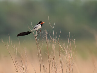 Strange-tailed Tyrant perched on a plant