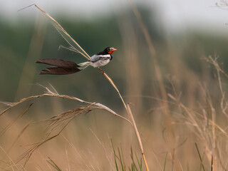 Strange-tailed Tyrant perched on a plant