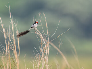 Strange-tailed Tyrant perched on a plant