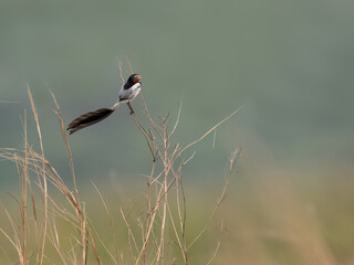 Strange-tailed Tyrant perched on a plant