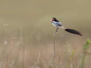 Strange-tailed Tyrant perched on a plant