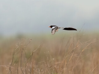 Strange-tailed Tyrant in flight