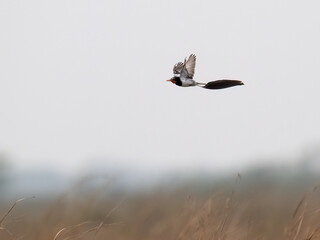 Strange-tailed Tyrant in flight