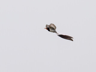 Strange-tailed Tyrant in flight