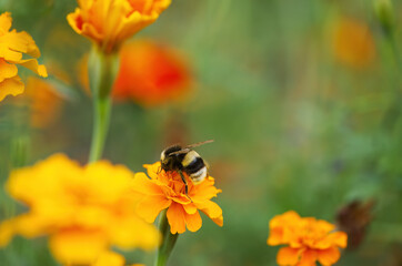Blossoms of a marigold with bumblebee, beautiful marigold and bumble bee, colourful orange flowers, colourful summer picture with summer flowers and bumblebee, green background, tagetes