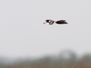 Strange-tailed Tyrant in flight