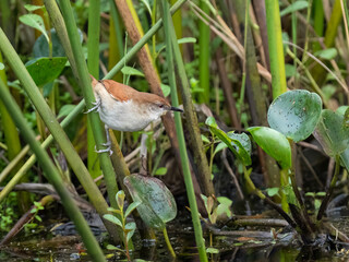 Yellow-chinned Spinetail perched on a plant