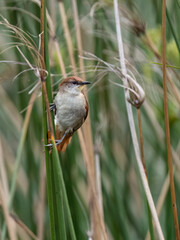 Yellow-chinned Spinetail perched on a plant