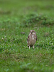 Burrowing Owl standing on green grass