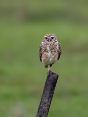 Burrowing Owl perched on a fence post, balancing on one leg, set against a green backdrop