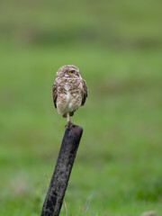 Burrowing Owl perched on a fence post, balancing on one leg, set against a green backdrop