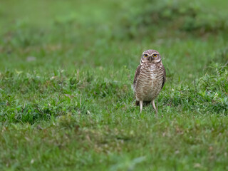 Burrowing Owl standing on green grass