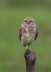 Burrowing Owl perched on a fence post, balancing on one leg, set against a green backdrop