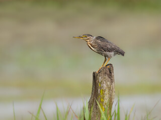 Striated Heron perched on a fence post against blur background
