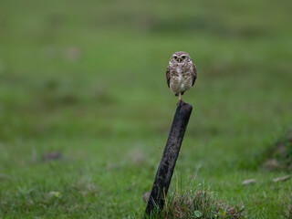 Burrowing Owl perched on a fence post, balancing on one leg, set against a green backdrop