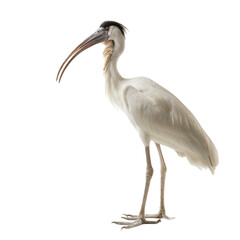 Obraz premium African Spoonbill Portrait: A striking portrait of an African Spoonbill, a majestic bird known for its unique beak. The image showcases the bird's distinctive features, including its long.