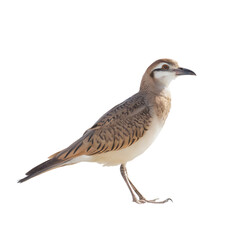 Obraz premium Cream-colored Courser Bird Profile 