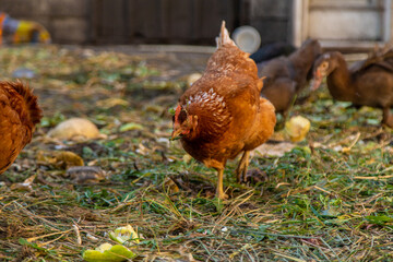 Chickens and ducks on a farm. Selective focus.