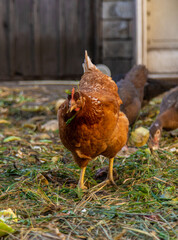 Chickens and ducks on a farm. Selective focus.
