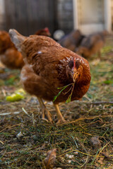 Chickens and ducks on a farm. Selective focus.