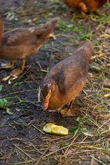 Chickens and ducks on a farm. Selective focus.