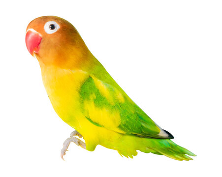 lovebird isolated on white