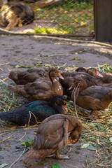 Chickens and ducks on a farm. Selective focus.