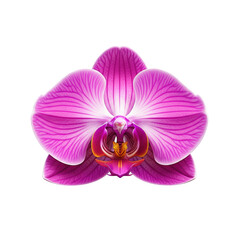 Vibrant Pink Orchid Bloom