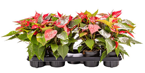 Red poinsettia plants, also known as christmas stars
