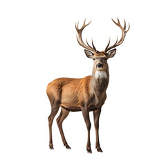 Majestic Red Deer Stag Isolated on Transparent Background