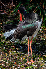Black stork on the lawn. Latin name - Ciconia nigra	