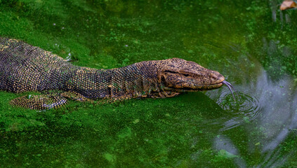 Monitor Lizards in swamps 