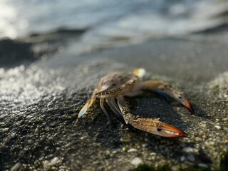 crab close up on sea beach. High quality photo