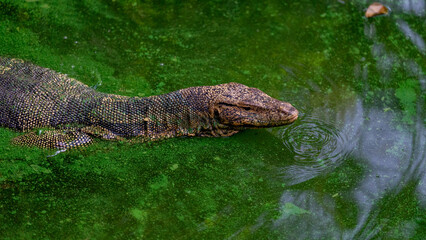 Monitor Lizards in swamps 