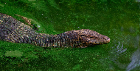 Monitor Lizards in swamps 