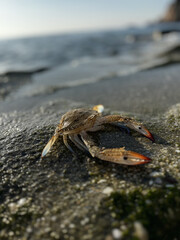 crab close up on sea beach. High quality photo