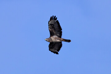 Common Buzzard (Buteo buteo), spotted over Baldoyle Racecourse, Dublin; common in Europe