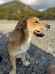 funny cat sitting on a table in the park. High quality photo