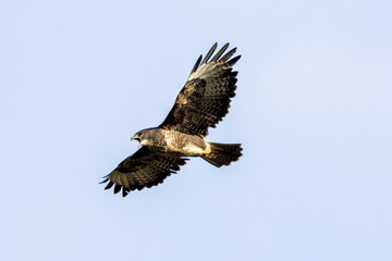 Common Buzzard (Buteo buteo), spotted over Baldoyle Racecourse, Dublin; common in Europe