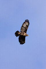 Common Buzzard (Buteo buteo), spotted over Baldoyle Racecourse, Dublin; common in Europe