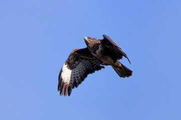 Common Buzzard (Buteo buteo), spotted over Baldoyle Racecourse, Dublin; common in Europe