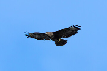 Common Buzzard (Buteo buteo), spotted over Baldoyle Racecourse, Dublin; common in Europe