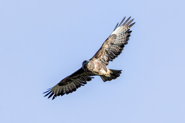 Common Buzzard (Buteo buteo), spotted over Baldoyle Racecourse, Dublin; common in Europe