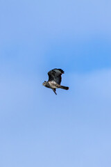 Common Buzzard (Buteo buteo), spotted over Baldoyle Racecourse, Dublin; common in Europe