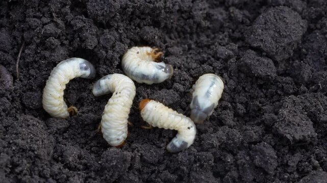White cockchafer larvae on the ground, close up. Its other names Melolontha melolontha, white grub, Cockchafer beetle, may bug worm and may beetle. It is &nbsp;an insect of the order Coleoptera