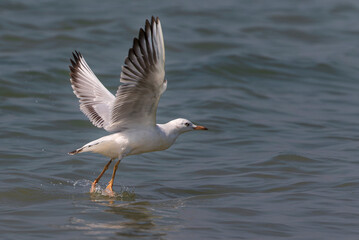 seagull in flight